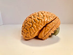 Cerebro de plástica arriba de una mesa